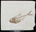 Diplomystus Fossil Fish - Wyoming #22318-1